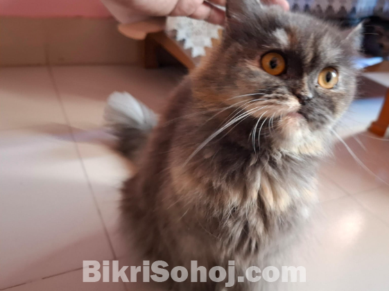 Persian Cat (Female)